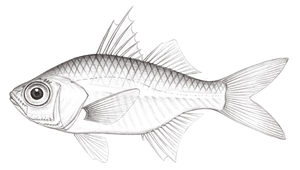 Ambassis vachellii (維氏雙邊魚)-資源代表圖