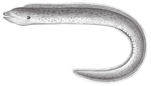 Gymnothorax flavimarginatus (黃邊鰭裸胸鯙)縮圖