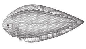 Cynoglossus kopsii (格氏舌鰨)縮圖