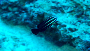Chlorurus microrhinos (小鼻綠鸚哥魚)-資源代表圖
