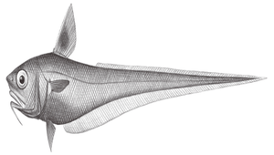 Ventrifossa longibarbata (長鬚凹腹鱈)縮圖