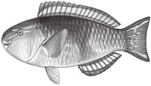 Chlorurus japanensis (日本綠鸚哥魚)-資源代表圖