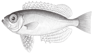 Priacanthus macracanthus (大棘大眼鯛)-資源代表圖