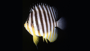 Paracentropyge multifasciata (多帶副鋸刺蓋魚)-資源代表圖