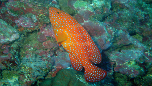 Cephalopholis miniata (青星九刺鮨)縮圖