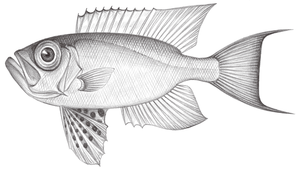 Priacanthus tayenus (曳絲大眼鯛)