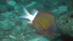 Chromis chrysura (短身光鰓雀鯛)縮圖