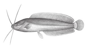 Clarias fuscus (鬍鯰)縮圖