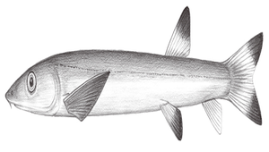Gonorynchus abbreviatus (鼠鱚)-資源代表圖