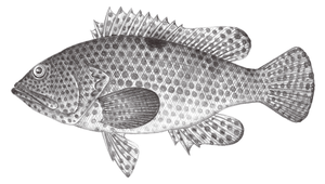 Epinephelus melanostigma (黑點石斑魚)縮圖