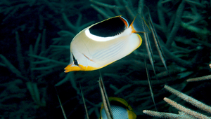Chaetodon ephippium (鞍斑蝴蝶魚)縮圖