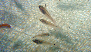 Archamia bleekeri (布氏長鰭天竺鯛)縮圖