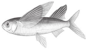 Parexocoetus mento (長頜擬飛魚)縮圖