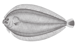 Japonolaeops dentatus (日本左鮃)-資源代表圖