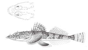 Onigocia spinosa (棘鱗牛尾魚)