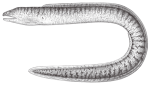 Gymnothorax richardsonii (李氏裸胸鯙)縮圖