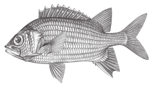 Sargocentron tiere (赤鰭棘鱗魚)