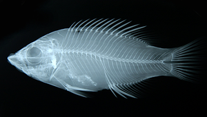 Bodianus rubrisos (紅點斑狐鯛)縮圖