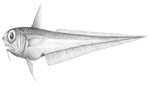 Hymenocephalus gracilis (細身膜首鱈)縮圖