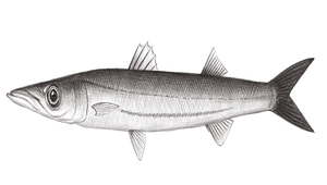 Sphyraena acutipinnis (尖鰭金梭魚)縮圖