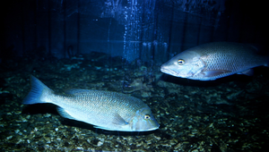 Lethrinus nebulosus (青嘴龍占魚)縮圖