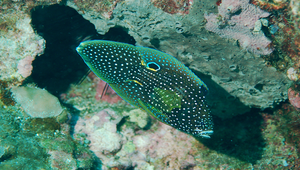 Calloplesiops altivelis (珍珠麗七夕魚)縮圖