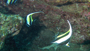 Zanclus cornutus (角蝶魚)縮圖