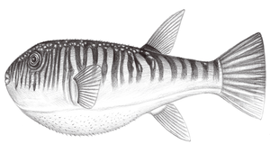 Takifugu oblongus (橫紋多紀魨)縮圖