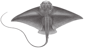 Myliobatis tobijei (鳶鱝)-資源代表圖
