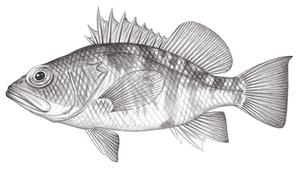 Plectranthias wheeleri (威氏棘花鱸)縮圖