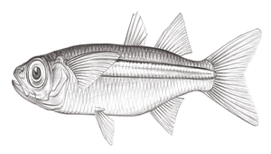 Atherinomorus lacunosus (南洋美銀漢魚)縮圖