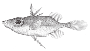Tydemania navigatoris (尖尾倒棘魨)縮圖