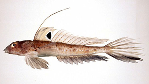 Repomucenus lunatus (彎月斜棘䲗)縮圖