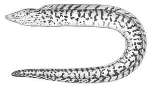 Gymnothorax fimbriatus (花鰭裸胸鯙)-資源代表圖