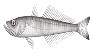 Champsodon guentheri (貢氏鱷齒魚)縮圖