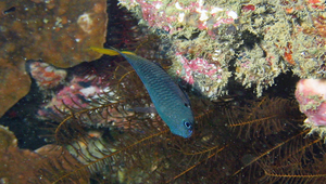 Pomacentrus philippinus (菲律賓雀鯛)