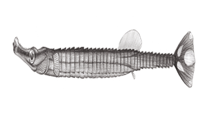 Doryrhamphus japonicus (日本矛吻海龍)縮圖