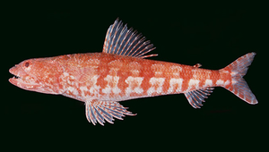 Synodus doaki (道氏狗母魚)縮圖