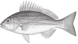 Lutjanus bengalensis (孟加拉笛鯛)-資源代表圖