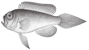 Owstonia totomiensis (歐氏鰧)-資源代表圖