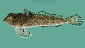 Callionymus filamentosus (絲鰭䲗)-資源代表圖