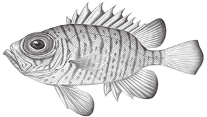 Pristigenys meyeri (麥氏大鱗大眼鯛)縮圖