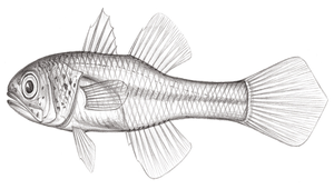 Pseudamiops gracilicauda (准天竺鯛)縮圖