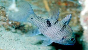 Pristicon trimaculatus (三斑鋸鰓天竺鯛)
