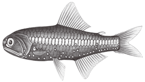 Diaphus luetkeni (呂氏眶燈魚)縮圖
