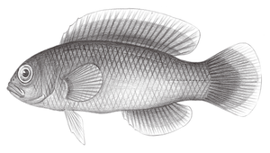 Pseudochromis tapeinosoma (紫青擬雀鯛)
