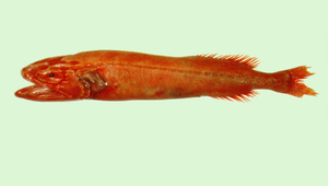 Barbourisia rufa (紅鬚仿鯨)-資源代表圖