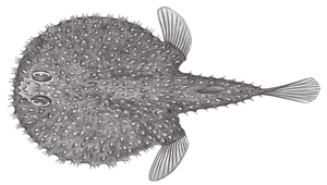 Halieutaea fumosa (雲紋棘茄魚)縮圖