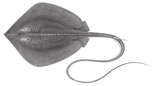 Dasyatis bennettii (黃魟)縮圖