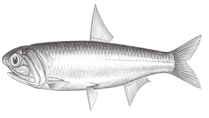 Engraulis japonicus (日本鯷)-資源代表圖